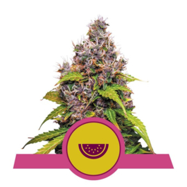 Sandía, semilla de cannabis femenina
