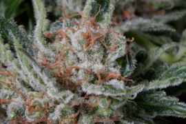 Moby Dick female seeds