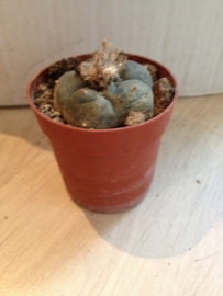 peyote , cactus 3-4cm​