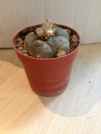 peyote, cactus 3-4cm​