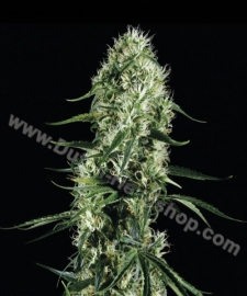 Super Silver Haze nasion żeńskich