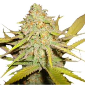 Glueberry O.G. feminised seeds