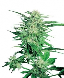 Big Bud semi femminili