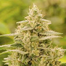 LSD , feminized cannabis seed