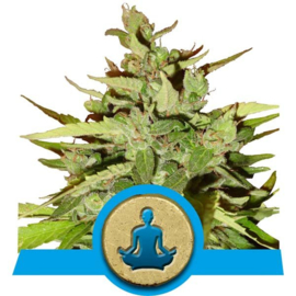 Stress Killer Automatic CBD Medicinal Seeds