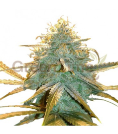 MATANUSKA, Female Cannabis Seeds