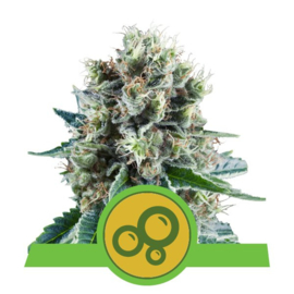 Bubble Kush Female Self-Flowering Seeds