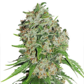 Blackberry KUSH Sementes de Floração Feminina