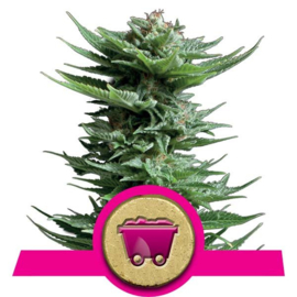 Shining Silver Haze Female Weed Seeds