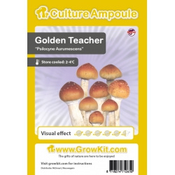 Golden Teacher setas mágicas esporas