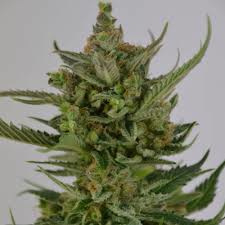 LIBERTY HAZE, feminisierter Cannabissamen