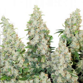 Think Different Female Autoflower Seeds