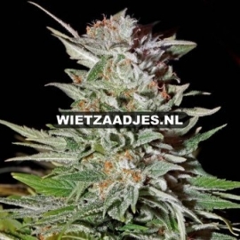 Lemon Haze Vrouwelijke Zelf Bloeiende Zaden