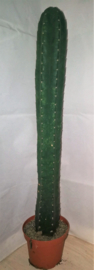 San Pedro Mescaline Cactus 50cm trichocereus pachanoi