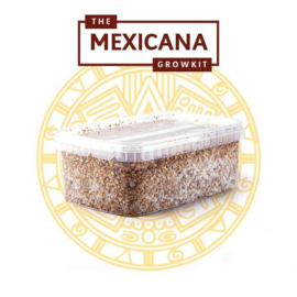 Mexicain, tout en un Growkit champignon magique 1200cc