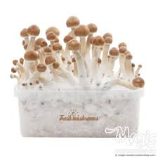 Kweek info Magic Mushroom Growkits