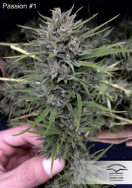 Passion #1 female Weed Seeds