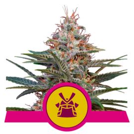 Shogun, Female Cannabis zaad