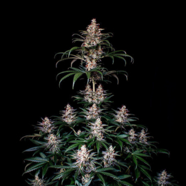 Shogun, Female Cannabis zaad