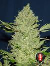 Chronic Female Cannabis Seeds