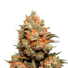 Mango Kush Vrouwelijke Cannabis Zaden