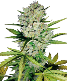 Automatyczne Super Skunk Seeds od Big Bud