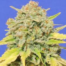 Zkittlez Feminized Cannabis Seeds