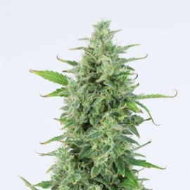 OG KUSH autoflowering (DINAFEM) FEMINISERET