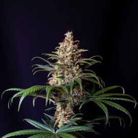 Shogun, kvinnlig cannabisfrö