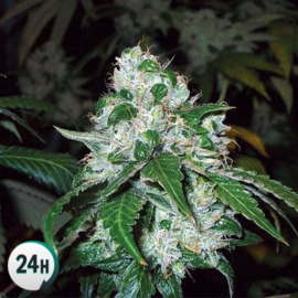 Critical Widow, Feminized Mariuana Seeds