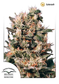 Euforia Female Medicinal Cannabis Seeds