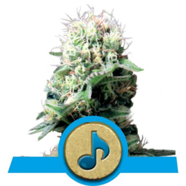 Dance World Medical Cannabis Seeds