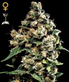 Jack Herer semi femminili