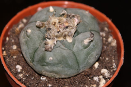 Peyote Cactus 4-5cm (LOPHOPHORA WILLIAMSII)
