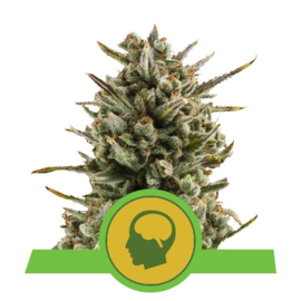 Amnesia Haze Sementes de Floração Feminina