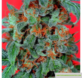 Orange Bud Semi Femminili