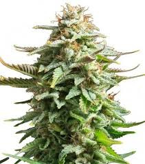 Pineapple Kush semi femminili