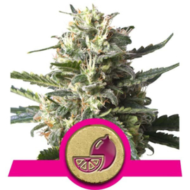 Lemon Shining Silver Haze semi femminili