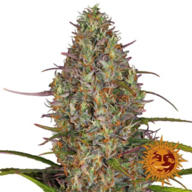 GLUE GELATO autofloreciente (GRANJA DE BARNEY) FEMINIZADA