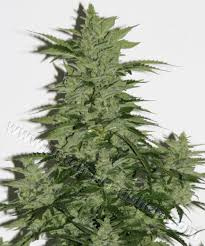 Royal Kush Sementes de Floração Feminina