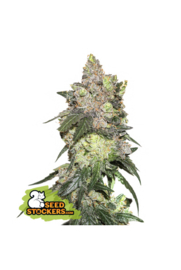 GIRL SCOUT COOKIES FEMALE SEEDS