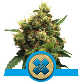 Painkiller XL Medical Cannabis Seeds