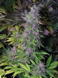 Passion #1 female Weed Seeds