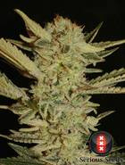 Bubble Gum semi cannabis femminile