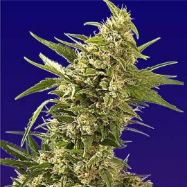 AK 47 female autoflower seeds