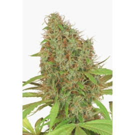 DUTCH HAZE Semi femminili