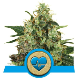 Medical Mass medicinal cannabis seeds