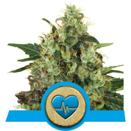 Medical Mass, CBD Graines de Cannabis Médicinales