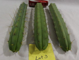 San Pedro Mescaline Cactus cortando 5 cm