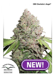 CBD Charlotte’s Angel Female Medic Seeds